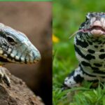 The Argentine Lizards have become a big problem for natives of South Carolina causing havoc in the state for years now