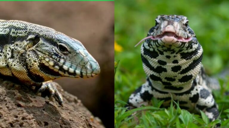 The Argentine Lizards have become a big problem for natives of South Carolina causing havoc in the state for years now