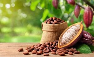 The World Bank, according to it's most recent Commodity Markets Outlook, global cocoa prices are expected to decrease by more than half in 2026 after hitting record highs in recent years.