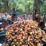 Ghana and Côte d’Ivoire, the world’s two largest cocoa-producing nations, have renewed efforts to strengthen cooperation on cocoa pricing and farmer welfare