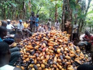 Ghana and Côte d’Ivoire, the world’s two largest cocoa-producing nations, have renewed efforts to strengthen cooperation on cocoa pricing and farmer welfare